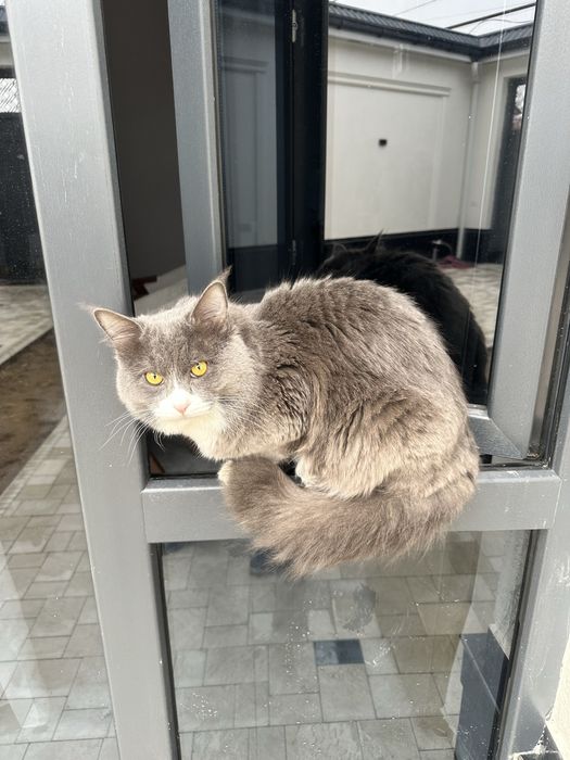 Вязка кота, бесплатно. Приглашаем кошечек, требования прививки и паспо