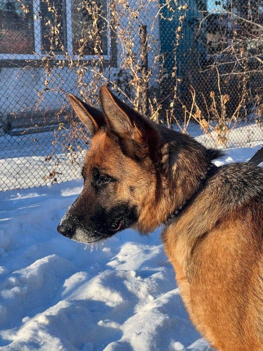 Девочки и мальчики немецкой овчарки