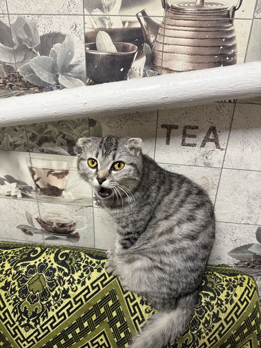 Котята от кошки