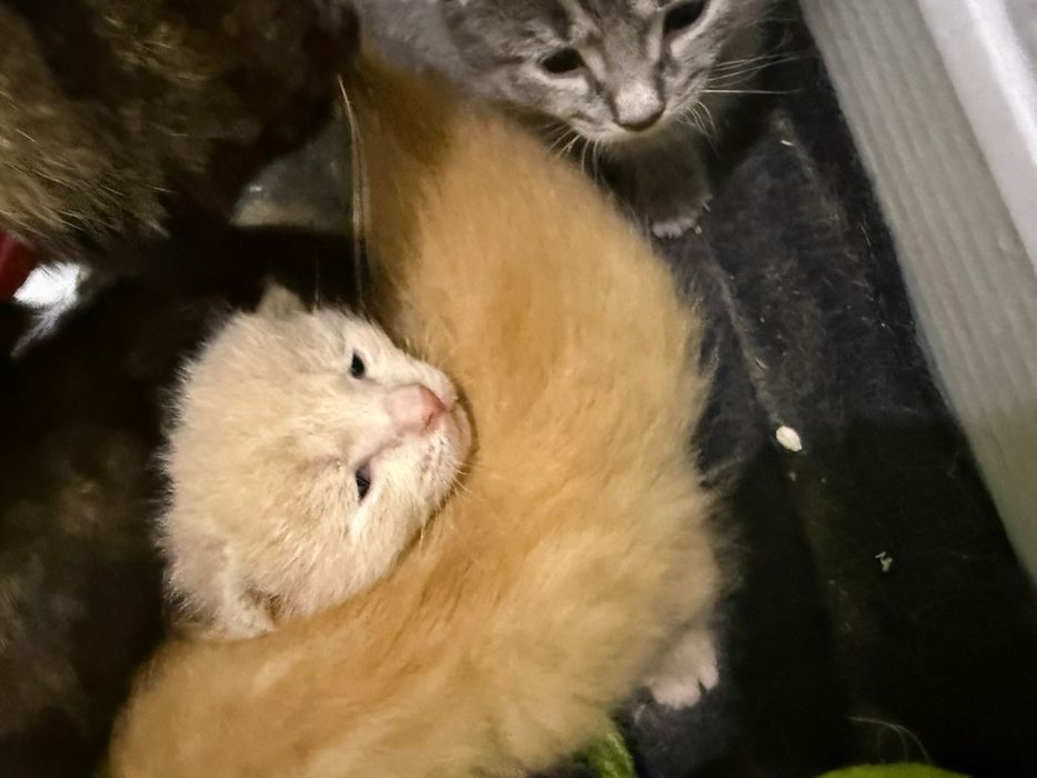 Отдам котят в добрые руки