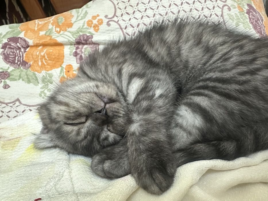 Девочка чисто пародии шиншиллы умная ласковая