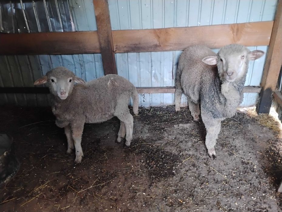 De vânzare oi merinos