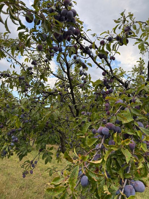 Prune de vanzare