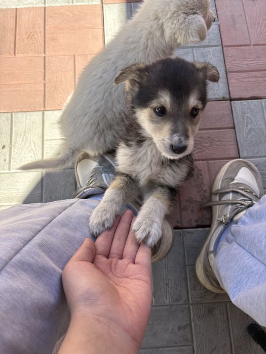 Отдам щенков срочно