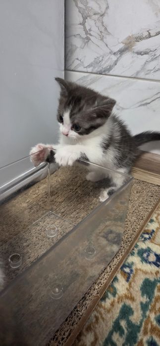 Отдам котят в добрые руки