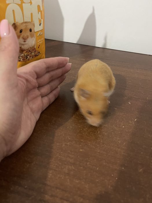 Хомячок сирийский