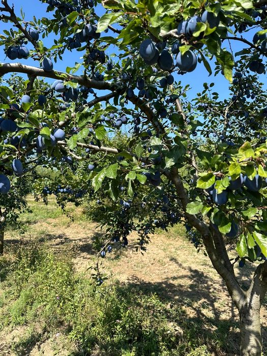 Vand prune pentru țuică/magiun/consum