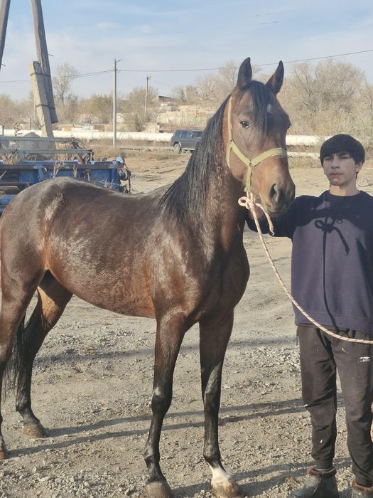 Продам молодова жеребца!