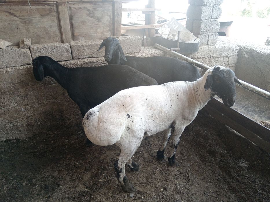 Qochqor, qoy, кочкор, кой, куй, quy,