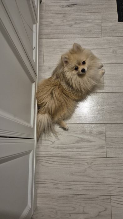 Вязка Немецкий малый шпиц