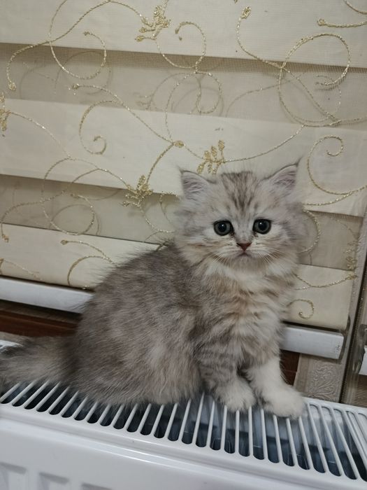 Skottish fold va strayt haylend 3 dona qoldi mushukchalar