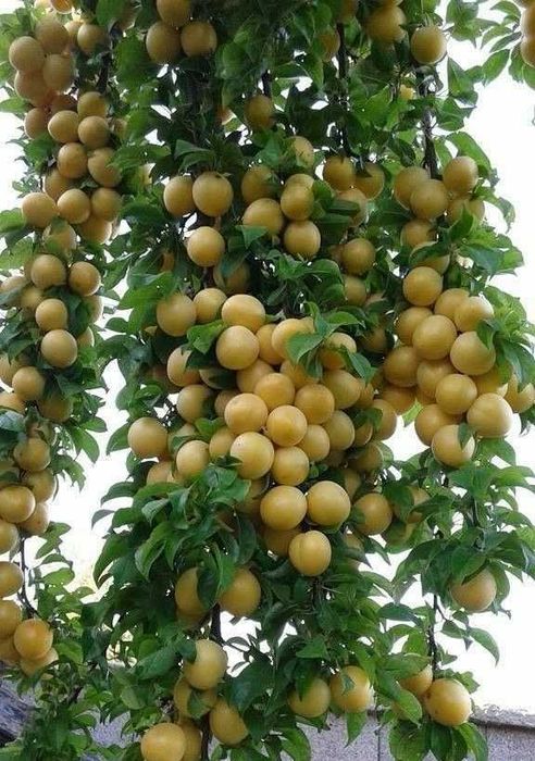 Яшил Макон учун махсус кучатлар
