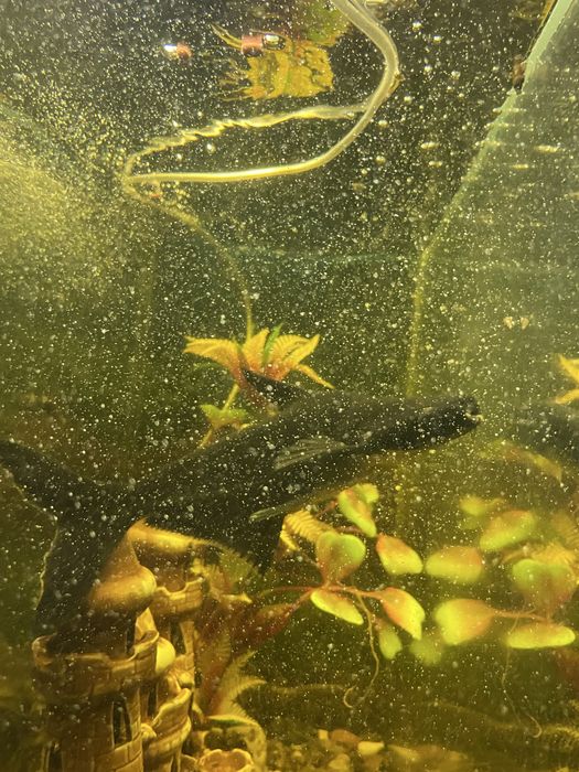 Аквариумные рыбки