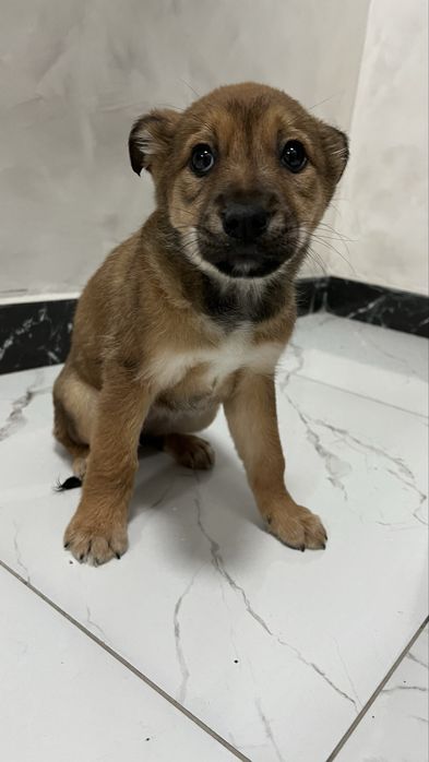 Щенок щенята щенки собака