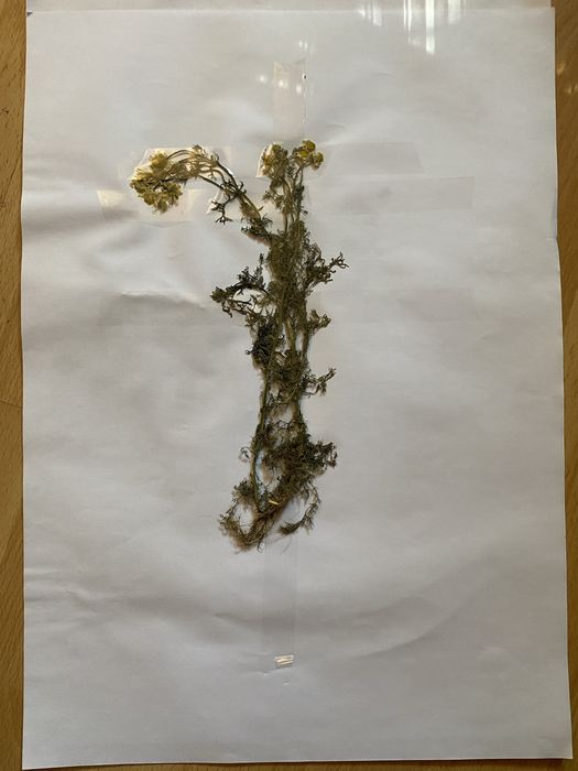 Realizez ierbar/ buruienar