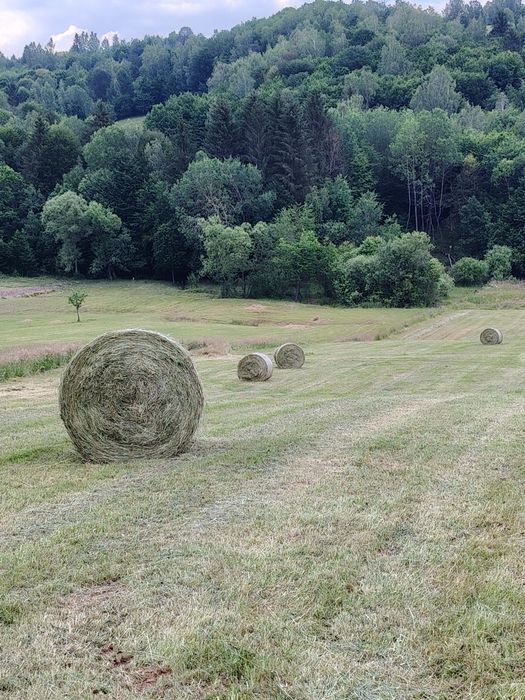 Baloți rotunzi fân neplouat