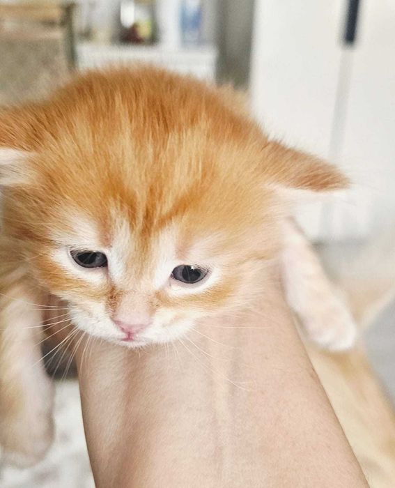 Котята породистые
