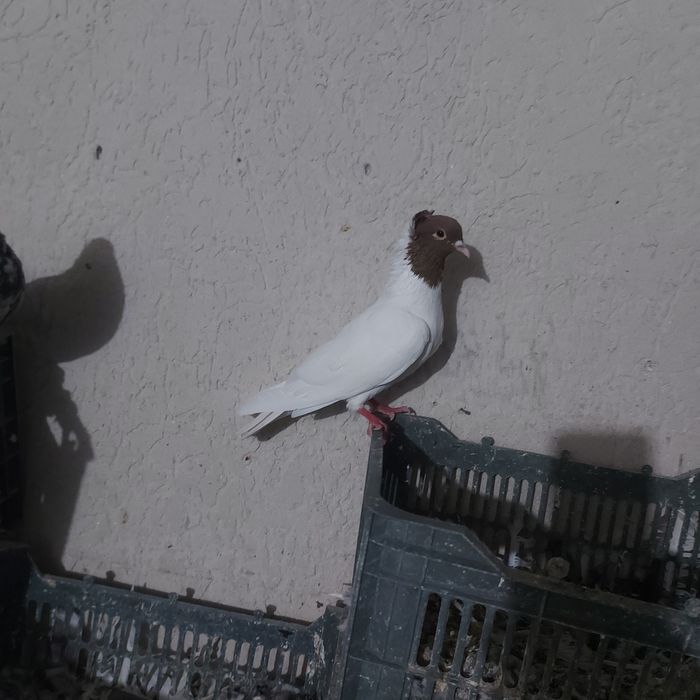 Кизилбас самец лет игра салбом винт