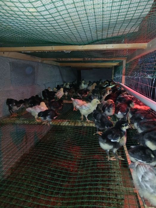 Жужалар сотилади