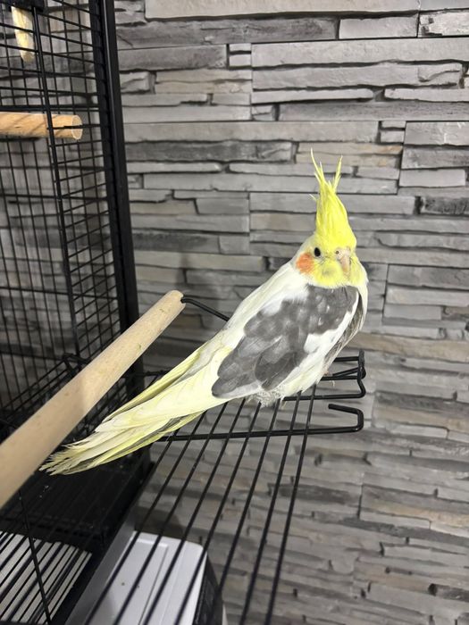 Vand nimfa si colivie