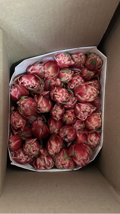 Тюльпаны по 300 тенге