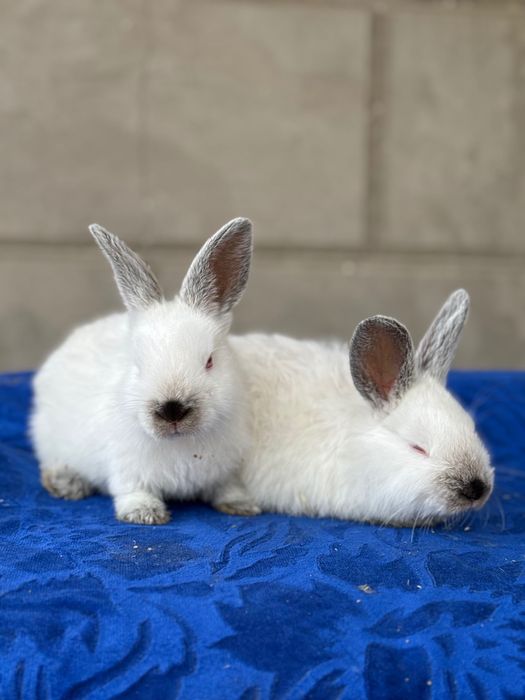 Quyon bolasi,Kaliforniy Quyonlari Savdosi Namangan! Quyon bolasi