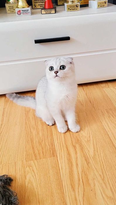 Baiat scottish fold cu pedigree