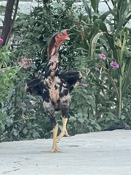 Daken huroz utgan yiliki