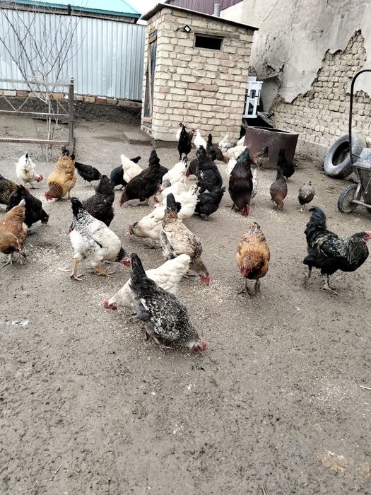 Тауытар сатылады