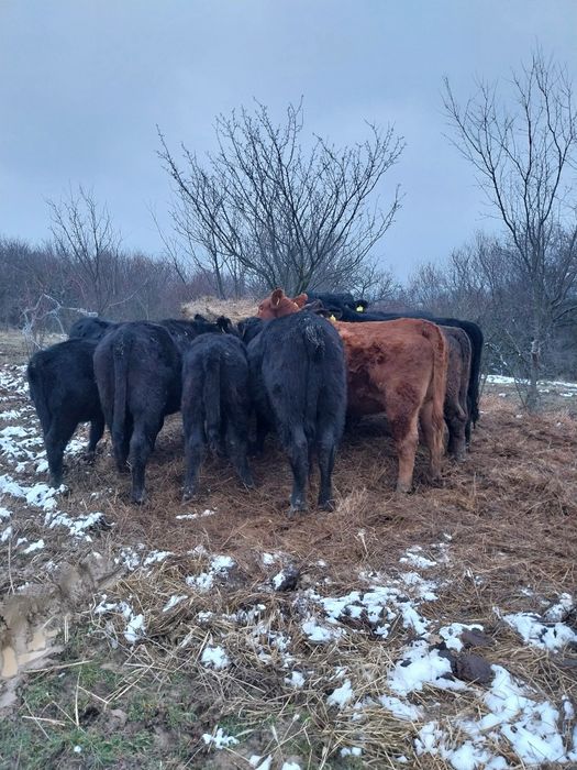 Vitele și junici angus