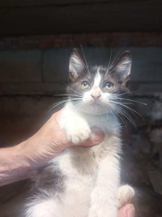 Ищет мам и пап котик