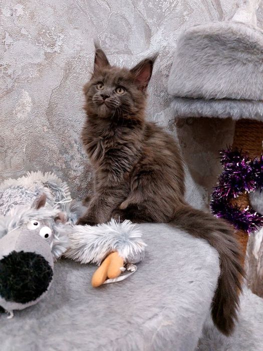 Котёнок мейн-кун (девочка) с документами