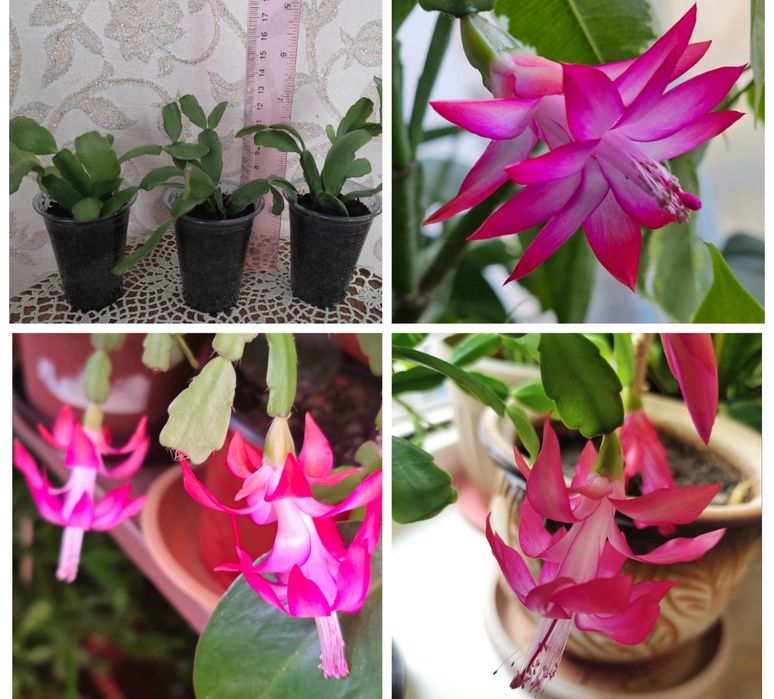 Неприхотливые комнатные цветы