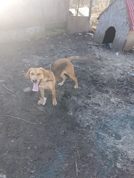 Donez câine Copoi ardelenesc in vâstră de 1 a n