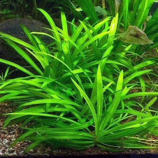 Продам почвопокровку.Тенеллис