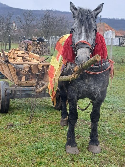 De vânzare mânz de 3 anii castrat curat garantat detalii mai jos