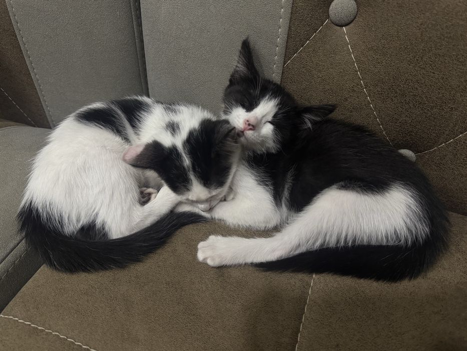 Котята бесплатно