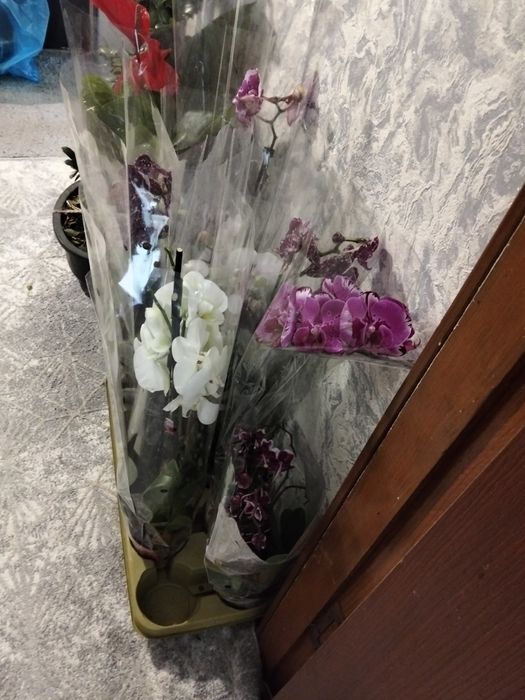 Отцветашки орехией