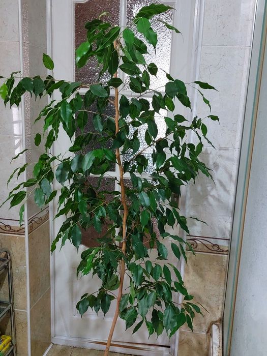 Продам фикус  бенджамина