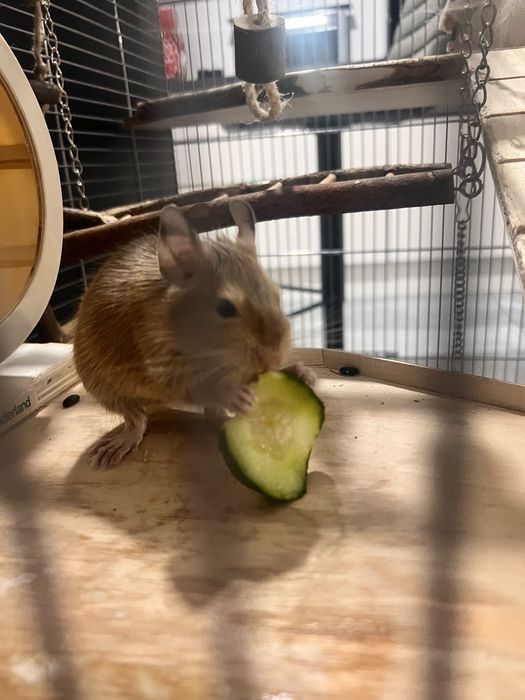 2 veverite Degu