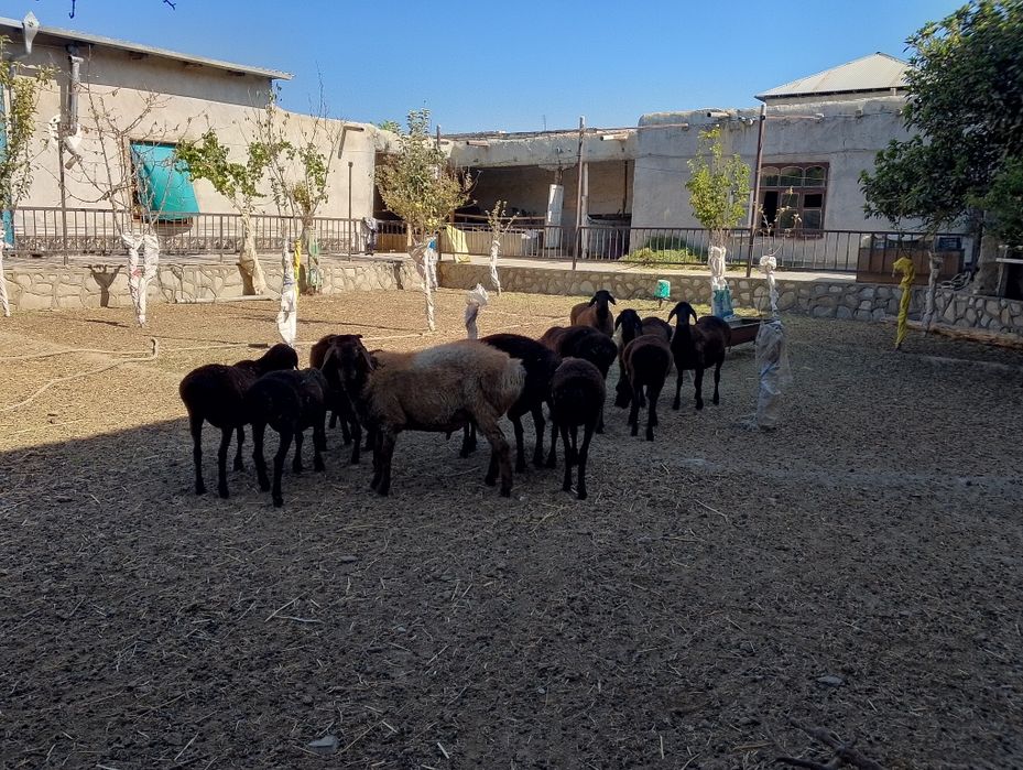 Urg'ochi quylar sotiladi