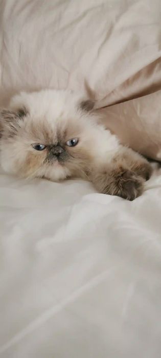 Мушукчалар. Котята мимишки