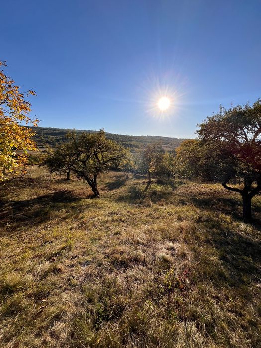 Livada 1 ha - zona de vis aproape de intravilan