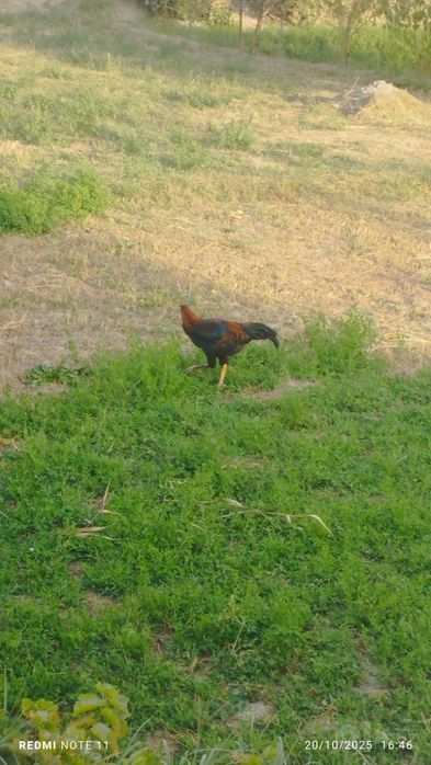 Kulangi xoʻrozlar sotiladi 6-7 oylik