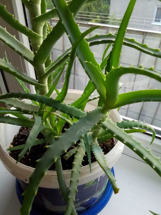 Алоэ лекарственное