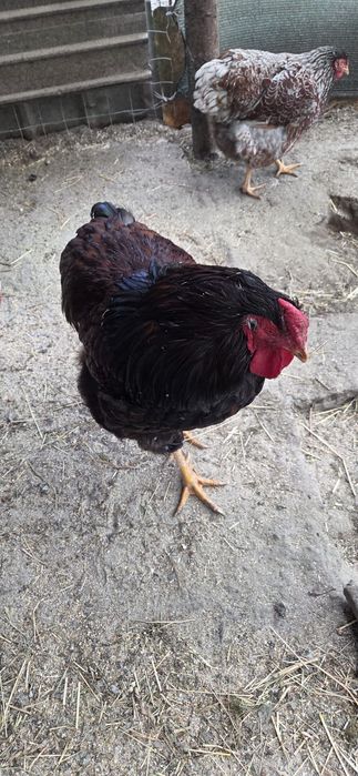 Cocos wyandotte