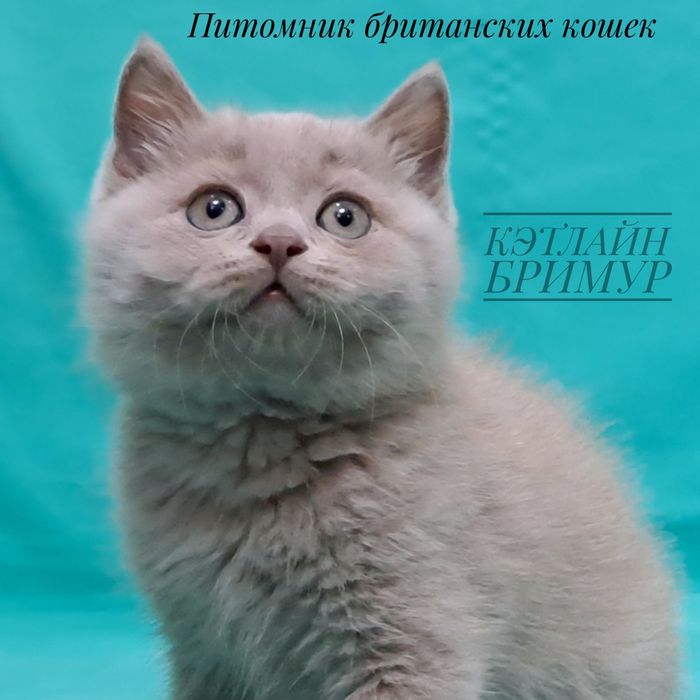 Британские котята. Пиномник.