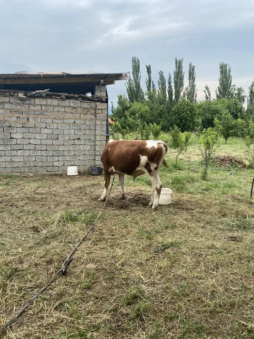 Buqa sotiladi tozza simmental