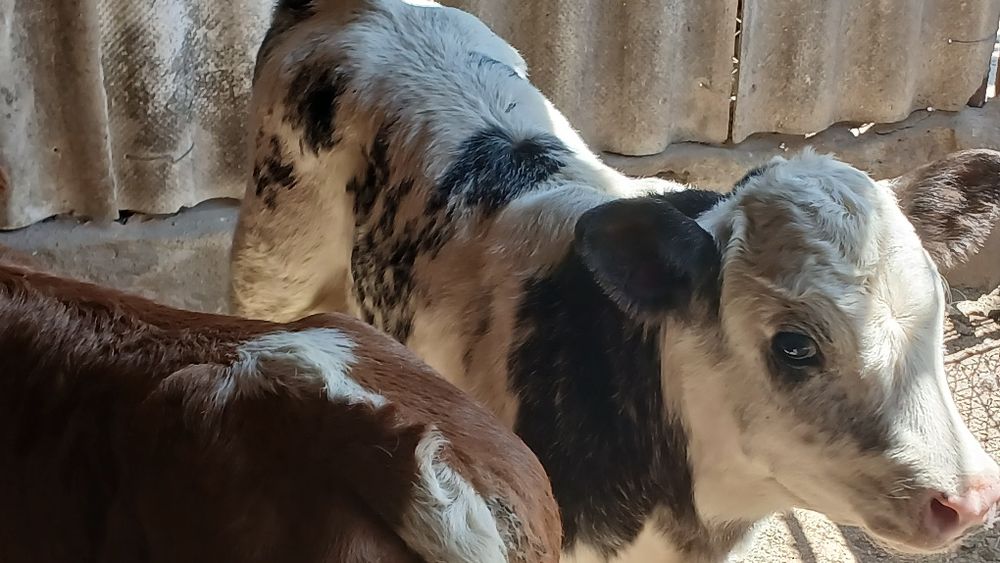 Vitei 1-3 saptamani jumate si intarcati