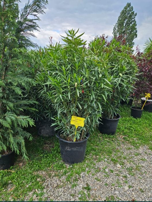 Leandru tufa și copac. Transport gratuit